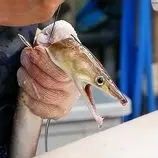 ببینید| غذای خیابانی در ژاپن؛ مارماهی کبابی با املت در اوزاکا