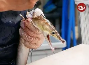 ببینید| غذای خیابانی در ژاپن؛ مارماهی کبابی با املت در اوزاکا