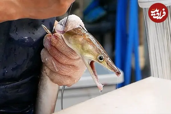 ببینید| غذای خیابانی در ژاپن؛ مارماهی کبابی با املت در اوزاکا