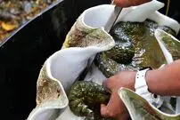 ببینید| غذای خیابانی در پالائو؛ پخت صدف غول پیکر به سه روش در کرور
