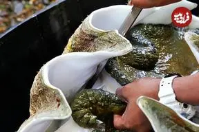 ببینید| غذای خیابانی در پالائو؛ پخت صدف غول پیکر به سه روش در کرور