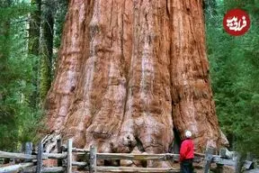 تصاویر؛ ۱۰ عکس حماسی از عظیم‌ترین درختان زمین