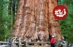 تصاویر؛ ۱۰ عکس حماسی از عظیم‌ترین درختان زمین