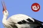 ببینید| کمک یک مغازه‌دار به لک‌لک گرمازده
