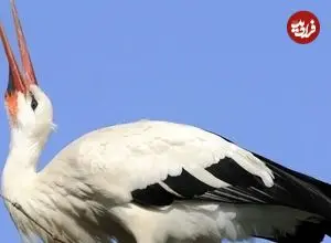 ببینید| کمک یک مغازه‌دار به لک‌لک گرمازده