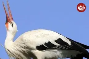 ببینید| کمک یک مغازه‌دار به لک‌لک گرمازده