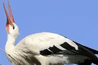 ببینید| کمک یک مغازه‌دار به لک‌لک گرمازده