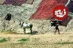 عکس| سفر زمان؛ خشک کردن قالی‌ها روی کوه در شهرری؛ 75 سال قبل