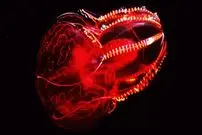 ببینید| 8 موجود شگفت انگیز دریایی که در اعماق تاریک اقیانوس ها می درخشند