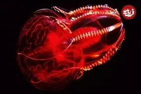 ببینید| 8 موجود شگفت انگیز دریایی که در اعماق تاریک اقیانوس ها می درخشند