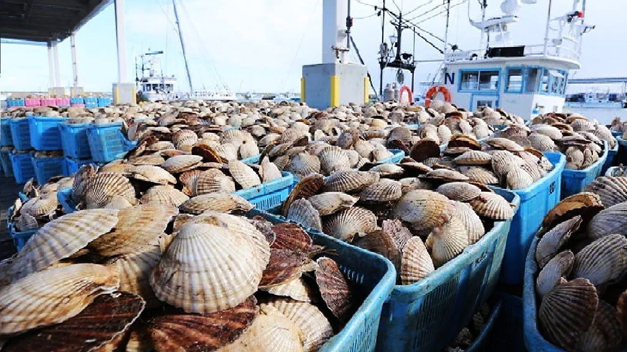 (ویدئو) نحوه صید صدها تن گوش ماهی؛ فرآوری و بسته بندی گوش ماهی در کارخانه 