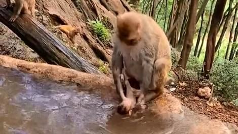 (ویدئو) تصویری که ندیدید؛ میمون مادر در جنگل بچه‌‌اش را می‌شوید؛ درست شبیه انسان 