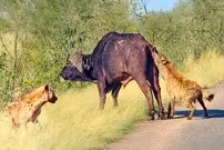 ببینید| بوفالو برای فرار از دست کفتارهای گرسنه، دم خود را از دست داد!