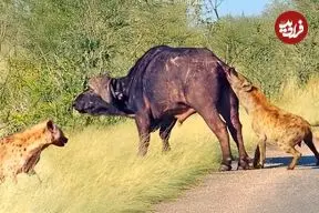 ببینید| بوفالو برای فرار از دست کفتارهای گرسنه، دم خود را از دست داد!