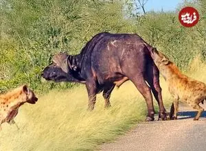 ببینید| بوفالو برای فرار از دست کفتارهای گرسنه، دم خود را از دست داد!