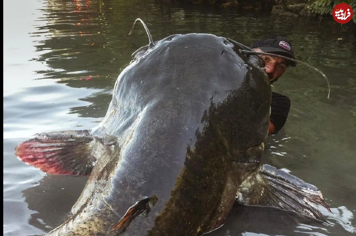 (ویدئو) لحظه صید گربه ماهی عظیم الجثه 113 کیلوگرمی با قلاب