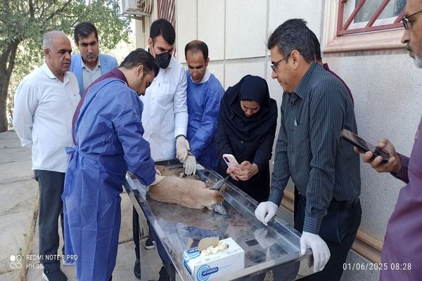 شکار «کاراکال» کمیاب در بویراحمد؛ تلاش برای نجات حیوان زخمی