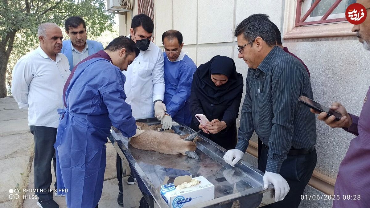 شکار «کاراکال» کمیاب در بویراحمد؛ تلاش برای نجات حیوان زخمی