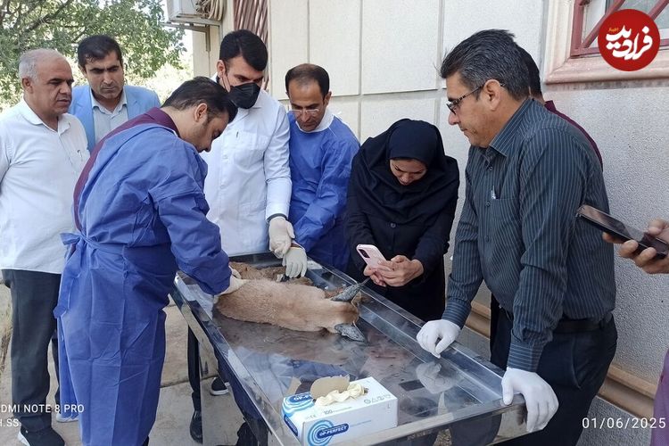 شکار «کاراکال» کمیاب در بویراحمد؛ تلاش برای نجات حیوان زخمی