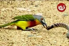 ببینید| درگیری مرگبار مار سمی با پرنده کوچک