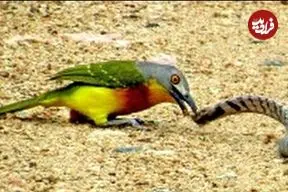 ببینید| درگیری مرگبار مار سمی با پرنده کوچک