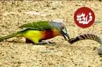 ببینید| درگیری مرگبار مار سمی با پرنده کوچک
