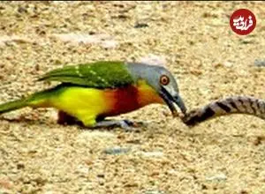 ببینید| درگیری مرگبار مار سمی با پرنده کوچک