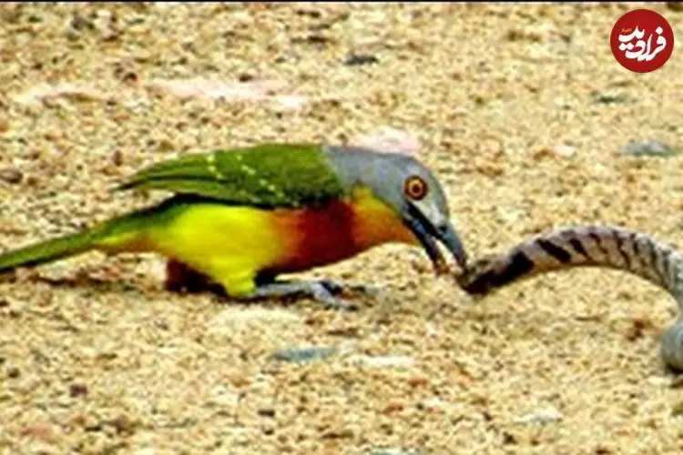 ببینید| درگیری مرگبار مار سمی با پرنده کوچک