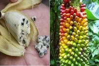 (ویدئو) با عجیب‌ترین «موز» های جهان آشنا شوید


