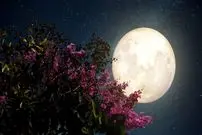 ماه صورتی؛ اولین ماه کامل بهار