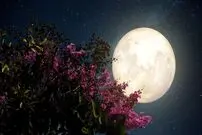 ماه صورتی؛ اولین ماه کامل بهار
