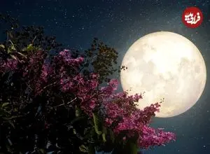 ماه صورتی؛ اولین ماه کامل بهار
