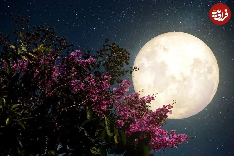 ماه صورتی؛ اولین ماه کامل بهار