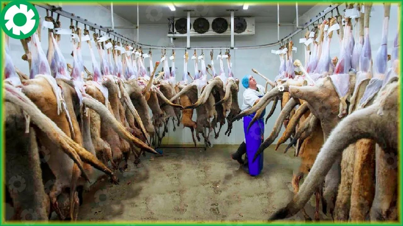 (ویدئو) مراحل برش و بسته بندی گوشت هزاران کانگورو، شتر، گاو و مرغ در کارخانه