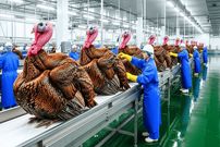 ببینید| چگونه آمریکایی ها میلیون ها بوقلمون را پرورش می دهند؟