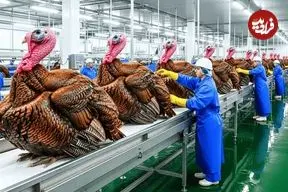 ببینید| چگونه آمریکایی ها میلیون ها بوقلمون را پرورش می دهند؟