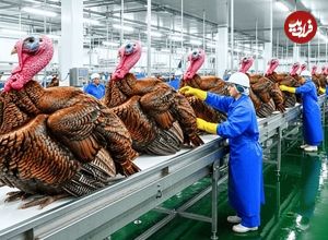 ببینید| چگونه آمریکایی ها میلیون ها بوقلمون را پرورش می دهند؟