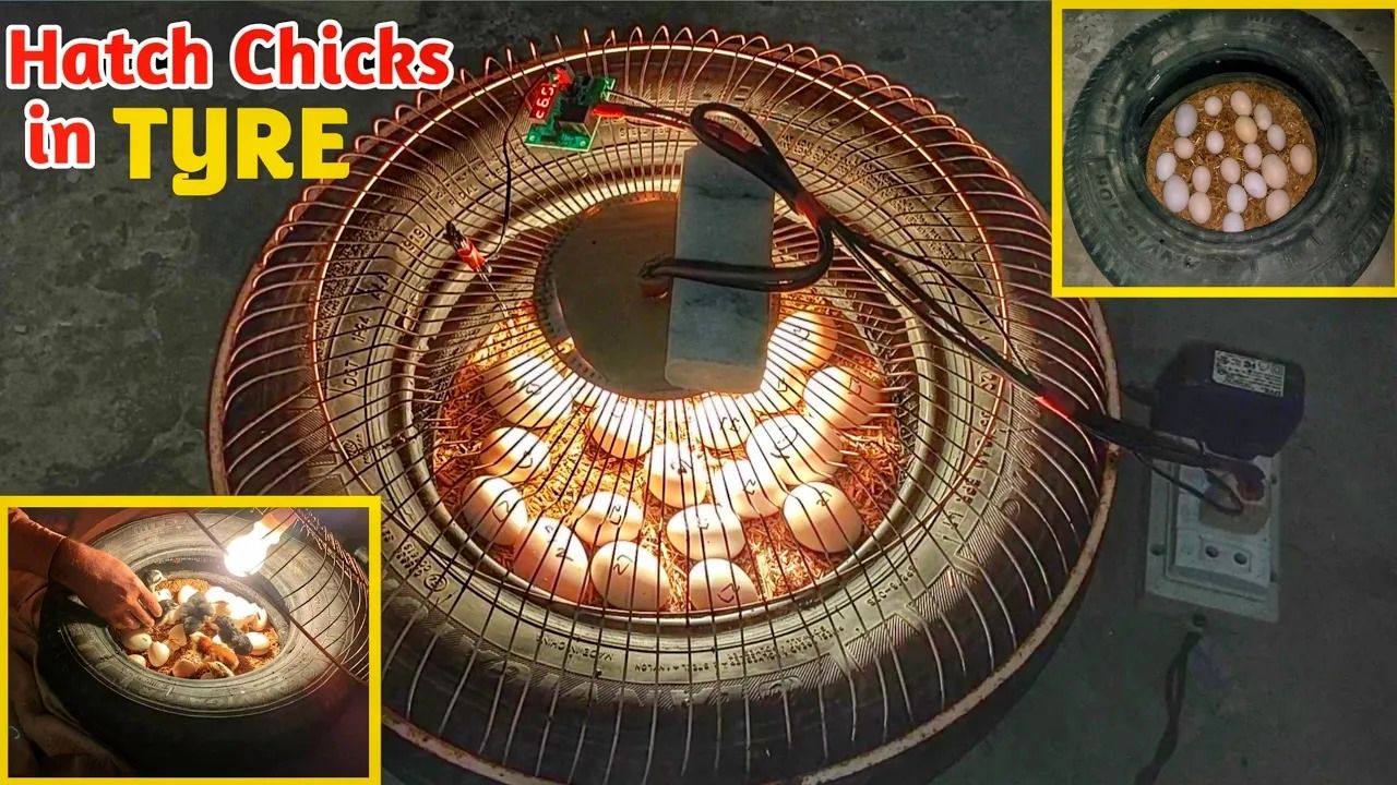 (ویدئو) روش خلاقانه مرغدار هندی در ساخت دستگاه جوجه کشی 22 عددی با لاستیک کهنه