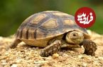 تصاویر؛ حیواناتی که از دنیای باستان زنده مانده‌اند