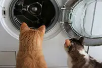 (ویدیو) تقابل جالب و خنده‌دار یک بچه گربه با ماشین لباسشویی