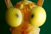 تصاویر| دوران بلوغ این موجود فقط دو روز طول می‌کشد؛ غذا نمی خورد، فقط پرواز، تولیدمثل و مرگ!