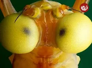 تصاویر| دوران بلوغ این موجود فقط دو روز طول می‌کشد؛ غذا نمی خورد، فقط پرواز، تولیدمثل و مرگ!