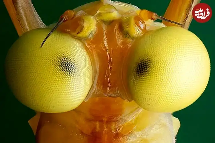 تصاویر| دوران بلوغ این موجود فقط دو روز طول می‌کشد؛ غذا نمی خورد، فقط پرواز، تولیدمثل و مرگ!