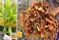 (ویدئو) چگونه در خانه «زردچوبه» پرورش دهیم و برداشت کنیم؟
