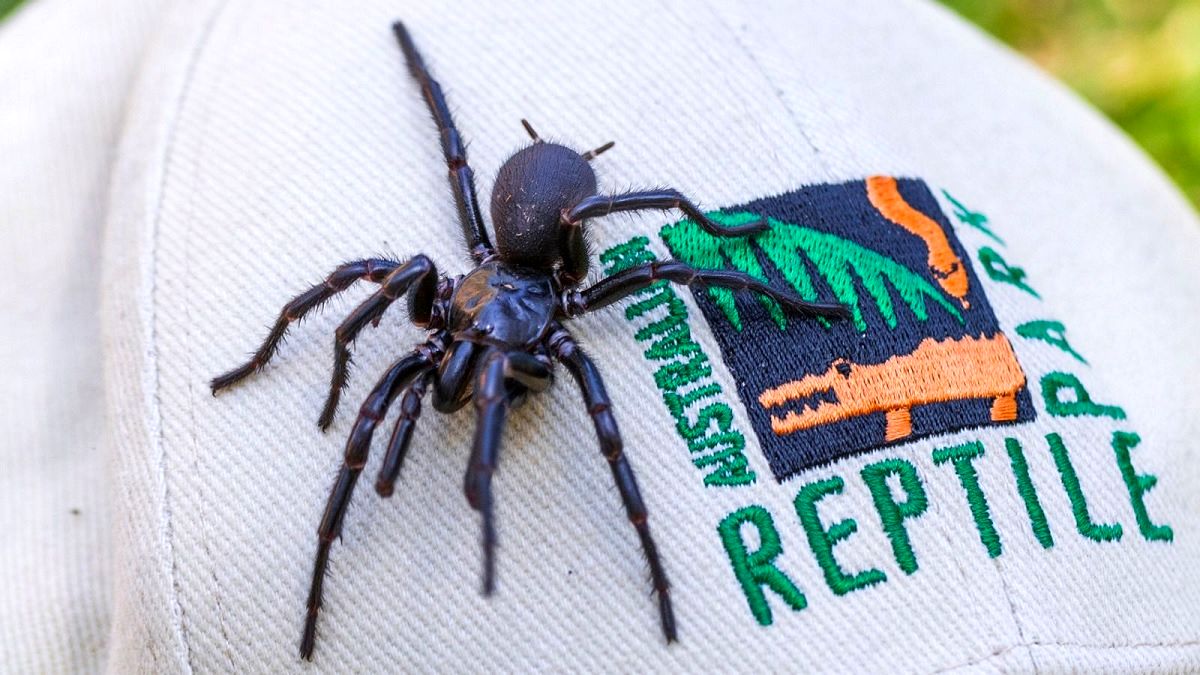 هرکول؛ بزرگترین عنکبوت سمی جهان که در استرالیا کشف شد