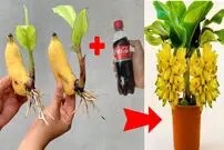 (ویدئو) با این روش ساده و بی دردسر میوه موز را با کمک نوشابه در خانه پرورش دهید