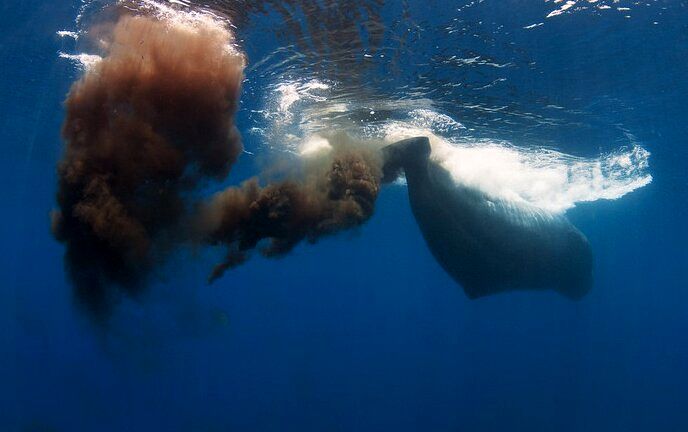 نجات جهان با استفاده از مدفوع نهنگ!