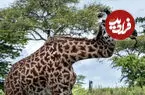 ببینید| وقتی بلندترین گردن دنیا می‌شکند