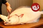 ببینید؛ غذای خیابانی در ژاپن؛ برش ماهرانه ماهی هلیبوت و تهیه ساشیمی با آن در توکیو