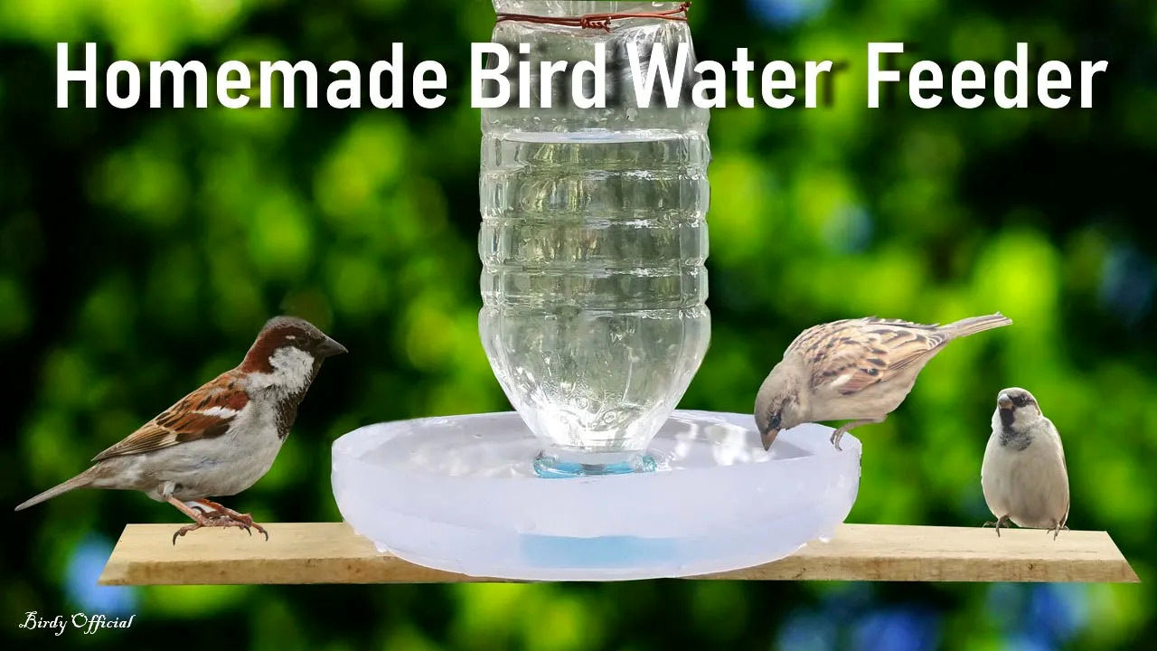 (ویدئو) نحوه ساخت یک دانخوری و آبخوری ساده برای پرندگان 